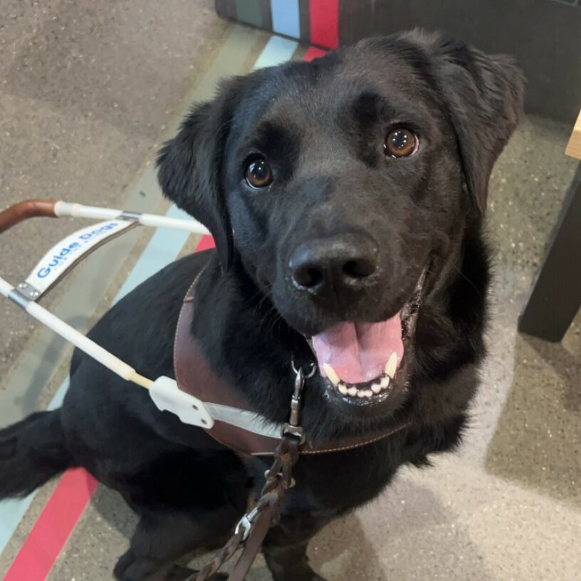 Roanna is sitting in a coffee shop with colorful lines on the floor. She is wearing her harness and is gazing up at the camera with her mouth open in a happy smile.