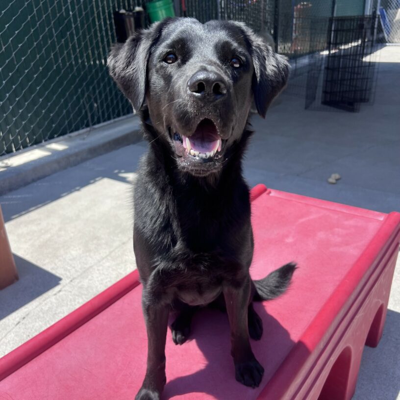 Roanna is sitting on a red play structure in the play yard. She is looking at the camera with her ears perked up and a happy smile on her face.
