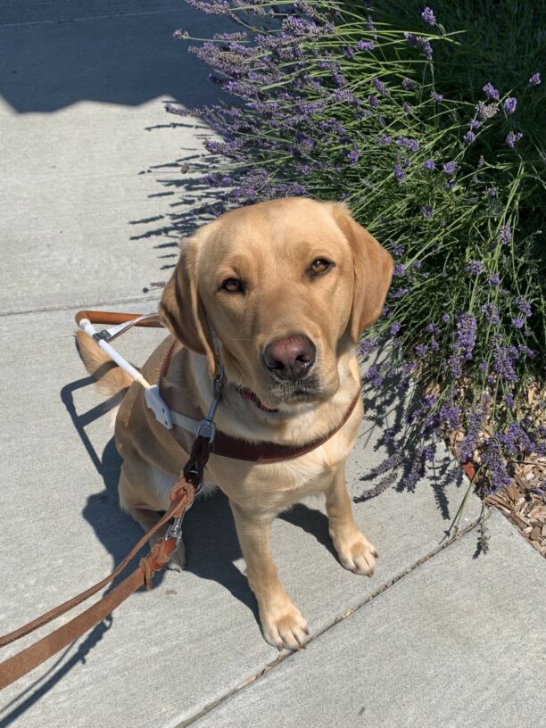 Rubicon wears her guide work harness while sitting on the sidewalk in front of a lavender bush.