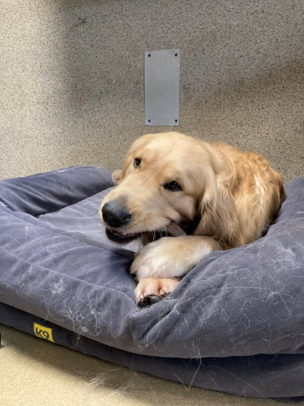 Saxon is pictured laying down on a plush bed in the center section of our kennel area. He appears to be very content, holding a nylabone with both paws, chewing vigorously.