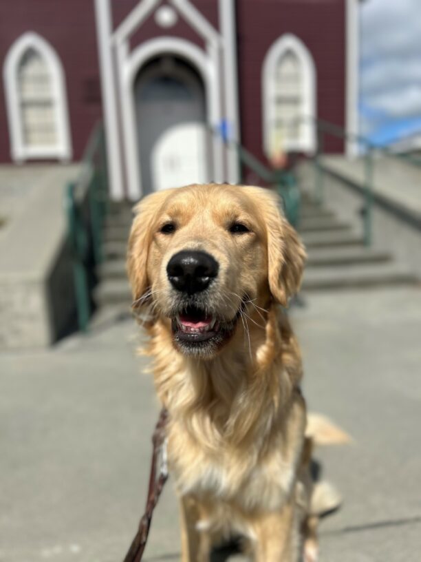 Saxon is pictured standing in harness, on leash, in front of an older red and white building. He has what appears to be a small smile while looking at the camera. Because of Saxon's large and glorious mane, the harness is not as easily seen, but trust that it is in fact there.