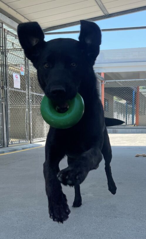 Valdine is pictured off-leash, running and jumping towards the camera while holding a green gough-nut in her mouth. Her ears are straight up in the air as she is mid-air. She is located in our group play area, located between kennels.