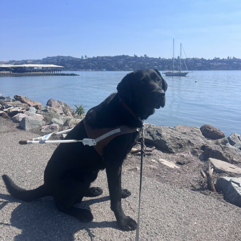 Winner is wearing his harness and is sitting next to the bay in San Francisco. There is a sailboat in the water behind him. He is gazing at the camera with a focused look on his face.