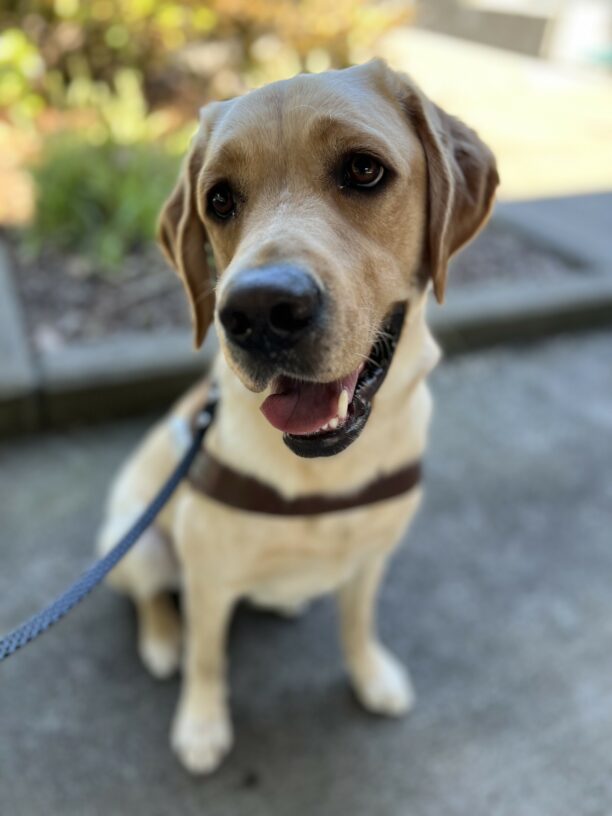 Danford, a large, male yellow lab, is sitting in front of a planter on the Oregon Campus.  He is wearing his leather GDB harness and looking very handsome.  The background is blurred, but some foliage and a concrete pathway is discernable.