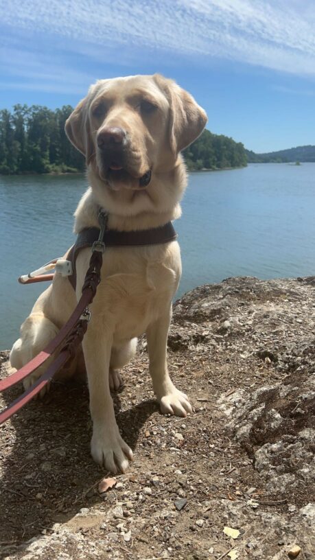 Female yellow Labrador Retriever, Frankie, sits on a dirt and gravel path overlooking a body of water and trees. She is wearing her harness and there is a leather leash attached to her collar.