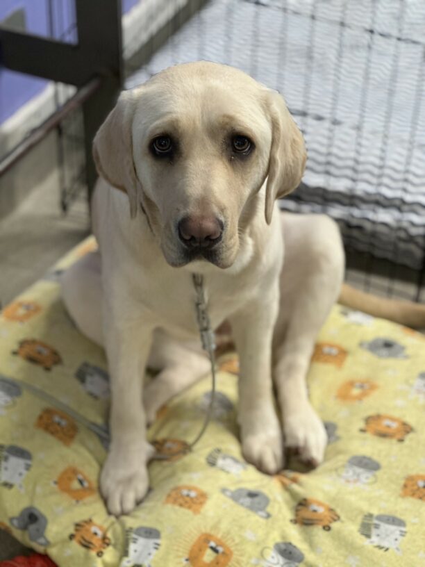 Frankie sits on a yellow dog bed covered with a yellow safari animal bed sheet on it. She is sitting on her haunches, appearing slightly slumped over. She is looking at the camera.