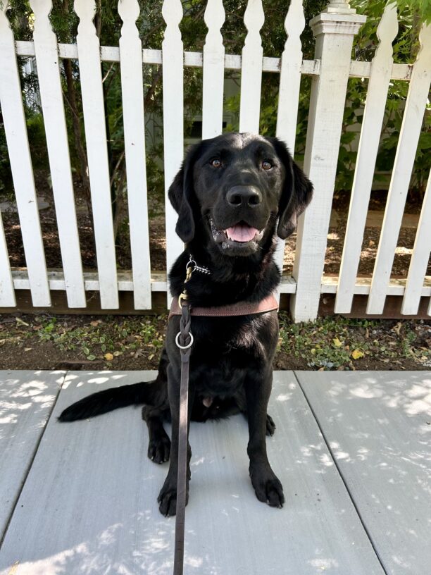 Nils sits in harness in front of a white picket fence. He is looking at the camera with his mouth open.