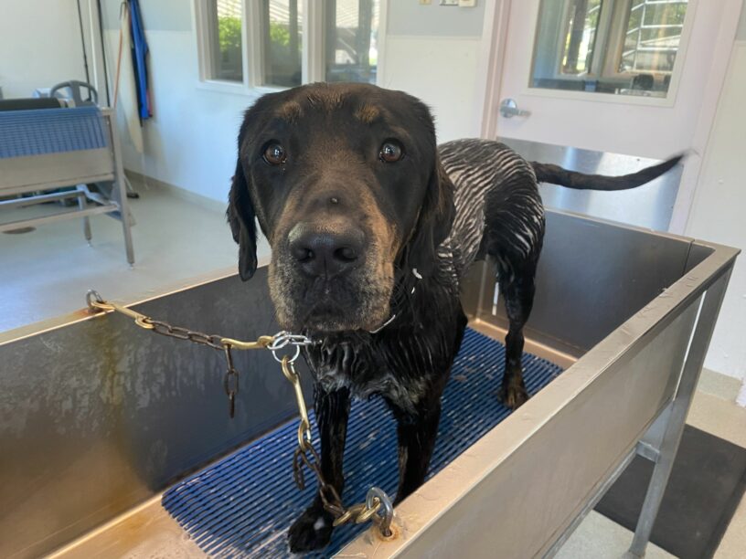 Techno, a male brindled lab, stands in a bathtub, looking up at the camera. His tail wags behind him and his fur is covered in white shampoo stripes, laid into him with a “zoom groom” by his trainer. Despite a deep scrub, for SOME reason his trainer still wasn’t able to get the brown spots out of his fur!