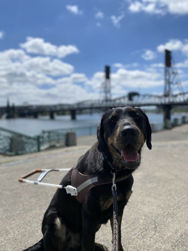 Techno, a male brindled lab, sits perpendicular to the camera in his GDB harness on a sidewalk, looking to his right at the camera. Out of focus in the background are several of Portland’s bridges across the Willamette River.