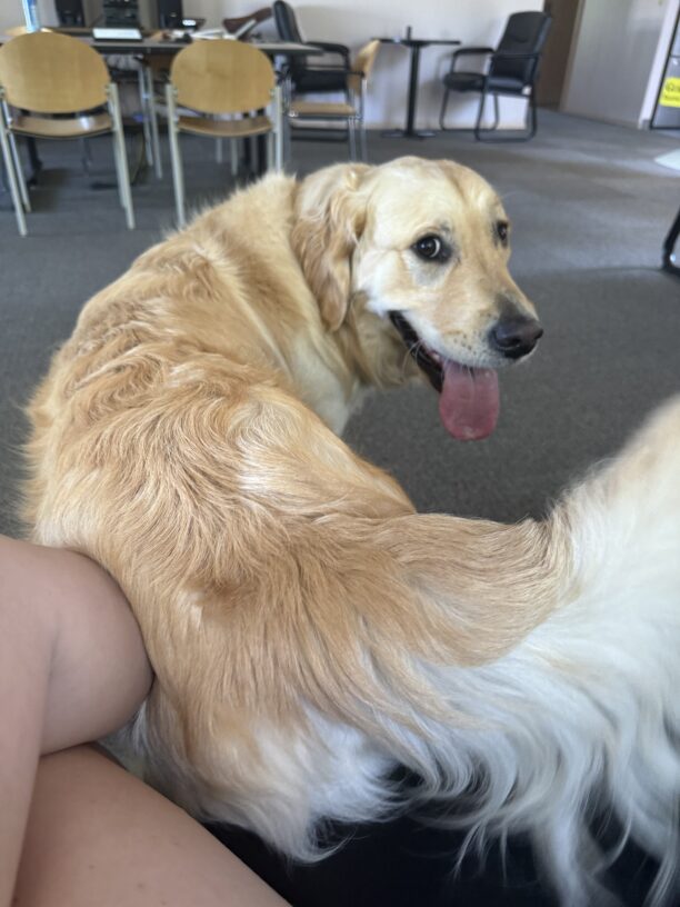 Gilmore is backed up so his tail end is leaning against his handler’s legs. He’s looking back toward the camera with a sly smile on his face.