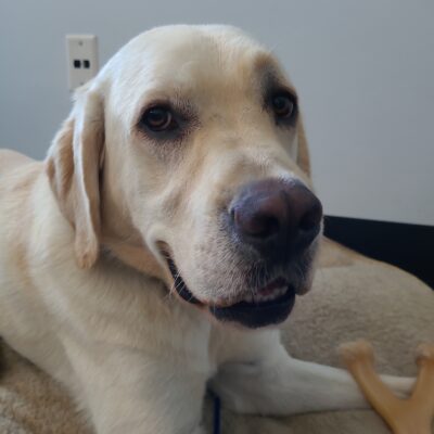 Augustus in laying on a soft dog bed in an office. He has a nylabone between his front legs and he is looking towards the camera.  It is a fairly close up shot of his head