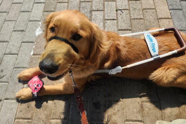 Iris lies down, in harness and a black head collar, on a brick walking path. She is looking up into the camera while her mouth slightly open. Between her paws rests a small, pink squeaky toy in the shape of a pig.