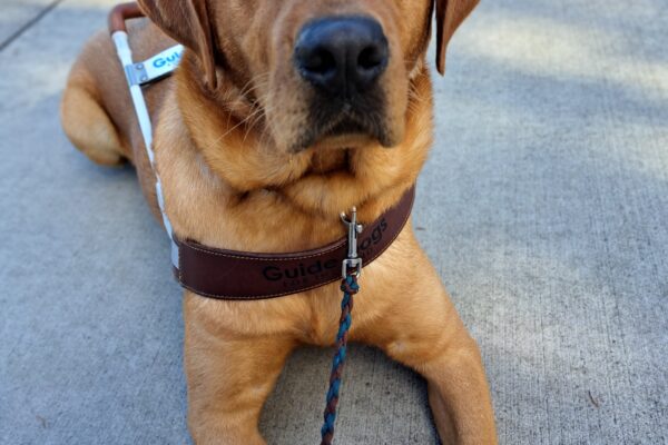 Yellow lab (Jet) laying down in harness looking at the camera.