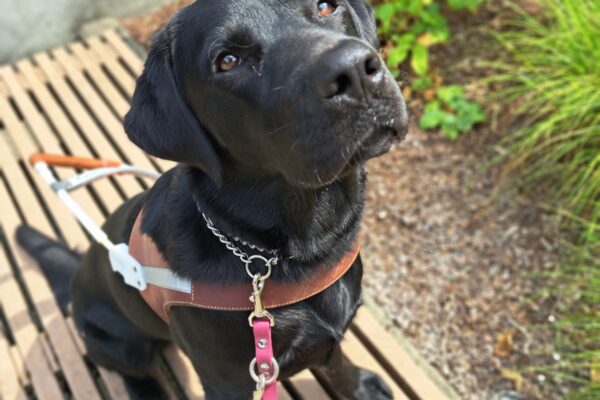 Black lab (Arcade) sits in harness on a bench in front of greenery.