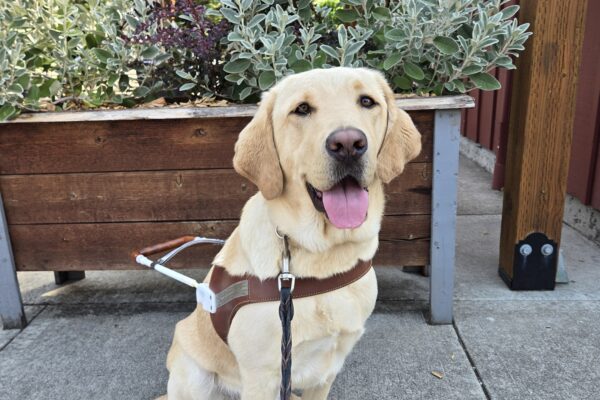 Vindy is in the Sellwood neighborhood of Portland, OR. She's sitting, wearing her harness, facing the camera, and smiling. There's a planter in the background with various shrubbery.