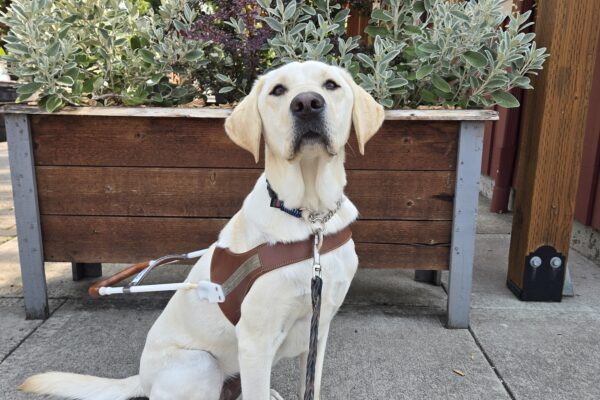 Janey is in the Sellwood neighborhood of Portland, OR. She is sitting, wearing her harness, and looking above the camera at something more interesting. There's a planter in the background with various shrubbery.