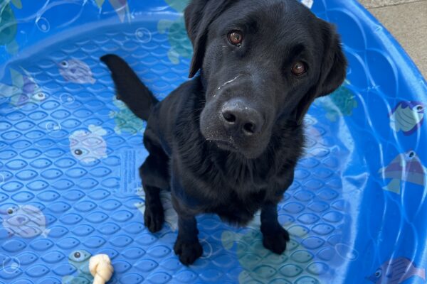 Rambler is sitting in a blue kiddie pool in community run. He is looking up at the camera.