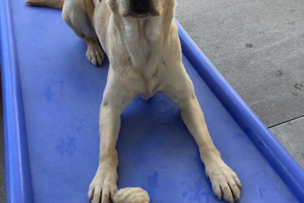 Emma is laying on a blue play structure in community run with a Nylabone between her paws.