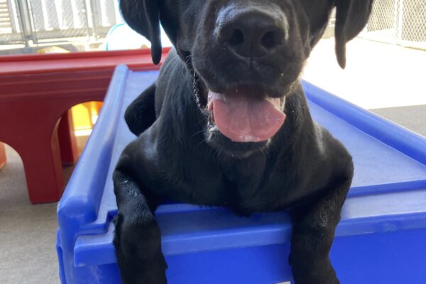 Sunday is laying on a blue play structure in community run. Her front paws are dangling over the edge of the play structure and her tongue is hanging out