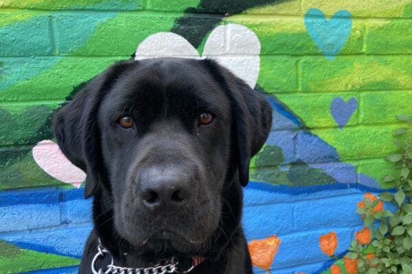 Alistair is sitting in front of a mural wearing his harness. The mural depicts grassy hills, rivers, and colorful hearts.