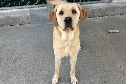 Marsha is staring up at the camera with her tail wagging. In the background is a concrete floor and green fence in one of the community runs on campus.