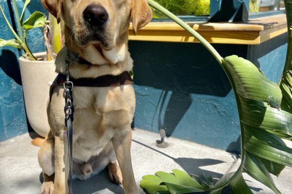 Huey sits in harness looking at camera. He is surrounded by a green leaves from a Bird of Paradise plant.