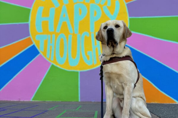 Photo of yellow
Lab male Barrett sitting in harness in front of a colorful mural that says “think happy thoughts”