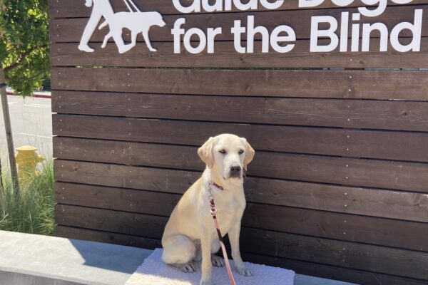 Hilde poses in front of a wooden sign bearing Guide Dogs for the Blind's logo. She is sitting on a fleece mat looking at the camera.
