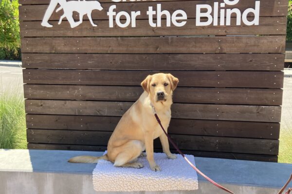Allegro poses in front of a wooden sign bearing Guide Dogs for the Blind's logo. He is sitting on a fleece mat looking at the camera.