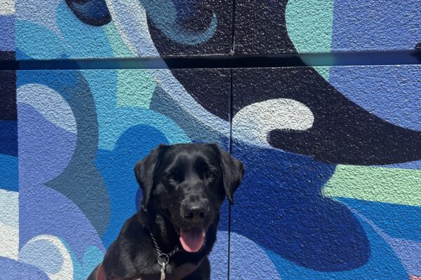 Jakarta sits in harness in front of a blue mural with a whale behind her