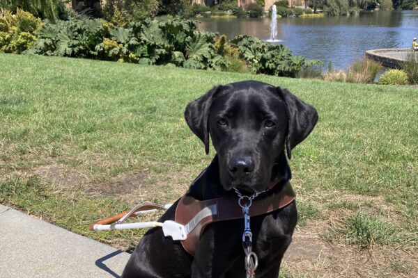Regina is sitting, looking so serious, in harness on the sidewalk. Behind her is some green grass and plants, a small lake with a fountain and the large, iconic Palace of Fine Arts structure in the background.
