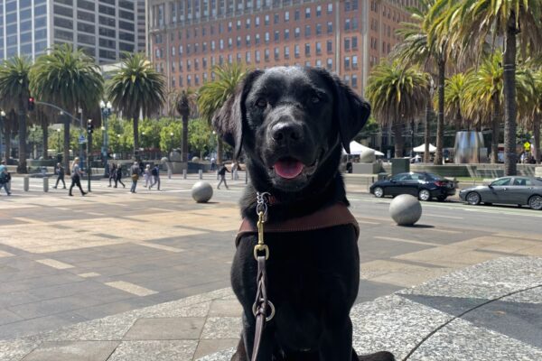 Heiress is sitting in harness on the sidewalk in an open area in downtown SF. Her mouth is open and you can see her pink tongue. There are numerous pedestrians and several tall buildings in the background behind her.