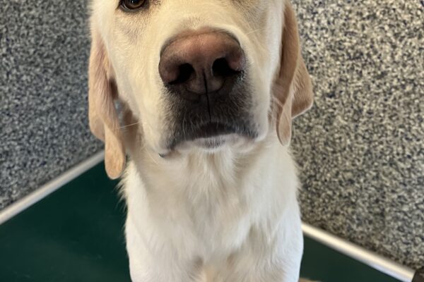 Yellow Labrador Retriever Dupree is sitting in his kennel on a green bed. He is looking up towards the camera. The blue and white speckled wall of the kennel is behind him.