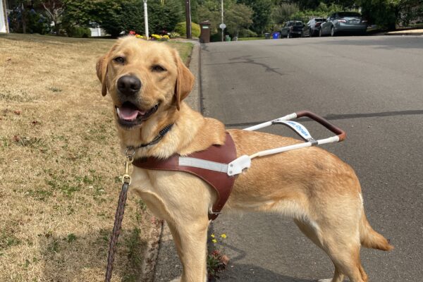 Nerissa stands with her front feet up on a curb edge in a sidewalkless neighborhood in Gresham. She's wearing a guide dog harness and turning her head towards the camera while lightly panting.