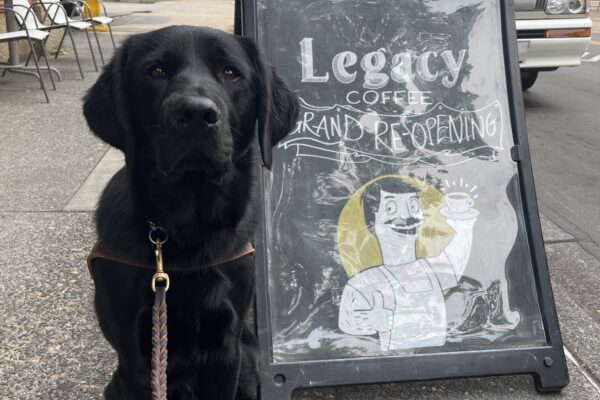 Nobu sits next to a sandwich board in front of a coffee shop that reads “Legacy Coffee Grand Re-Opening” with a picture of Bob Belcher from Bob’s Burgers. Nobu is wearing a guide dog harness and facing the camera with his ears pricked forward.