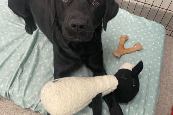 Black female lab "Fumiko" is laying on a soft bed with her stuffed lamb and bone. She's looking up at the camera for her photo.