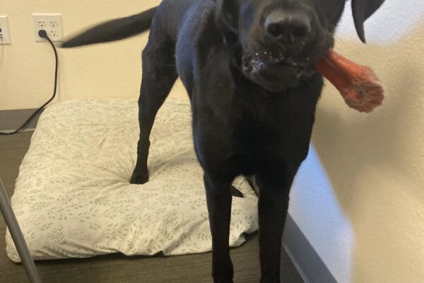 Alto stands on a dog bed with a red dog toy hanging out of his mouth. He is mid wag as he looks adoring towards the camera.