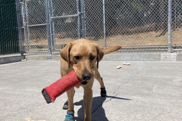 Jovie runs in the community run area in her booties while holding a red toy.
