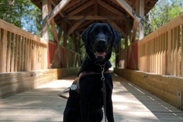 Thorpe, a black Labrador Retriever cross, is sitting in harness on a wood bridge that also has a wood cover