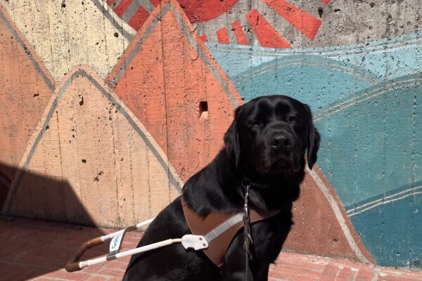 Navarone sits in harness in front of a colorful mural.