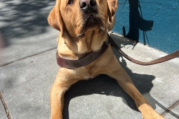 Aiden lays down in harness while settling outside of a coffee shop. He gazes up at his handler, showing off his light brown eyes.