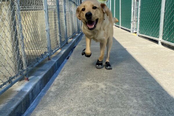 Asher bounds towards the camera. He is sporting 4 boots on his feet, a giant smile and the fluffiest of fluff ears as he sprints down the kennel walkway.