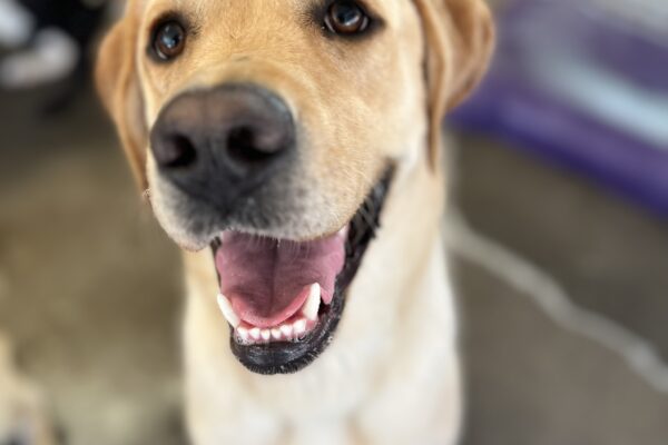 A portrait of male yellow lab, Danford. He is sitting very politely and looking towards the camera. He is in the community run area of the Oregon campus. Danford has a handsome smile on his face!
