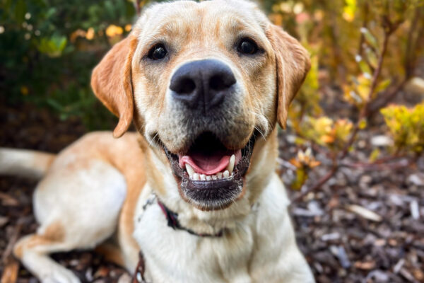 Dottie relaxes in the tanbark in front of green and yellow bushes with a big smile on her face
