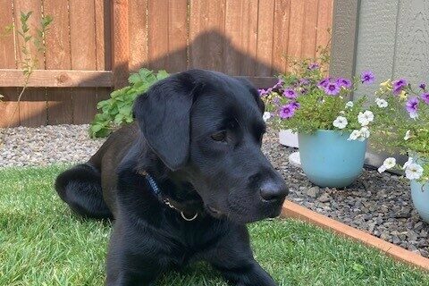 Fiori lays in the green grass with a wooden fence behind her as well as some colorful potted flowers. She is looking to the right of the camera