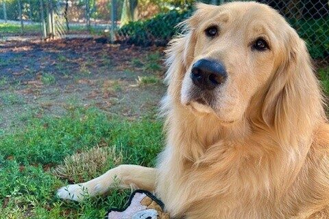 Ford is laying in a grassy spot looking above the camera. In between his front legs is a brown soft toy and in the background is a fence and redwood trees.