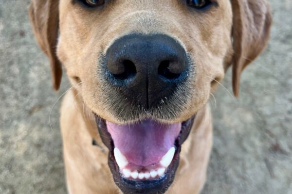 Close-up shot of Goodwin off-leash in a play area on campus. Goodwin is sitting, looking up at the camera with sweet eyes and a big smile.
