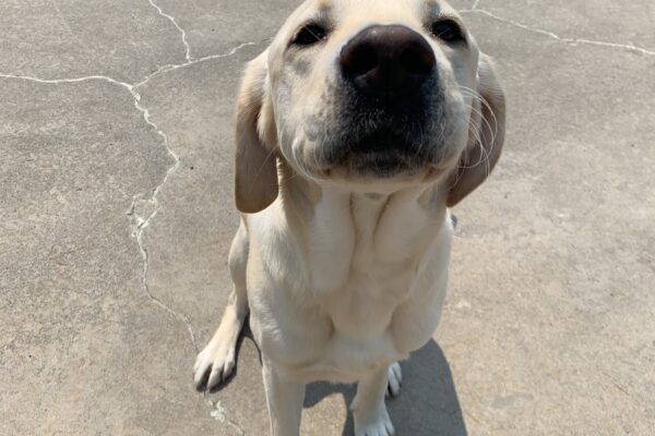 Yellow male lab "Seamus" is seen sitting outside on a sunny day. He is facing towards the camera with a big grin on his face, slowly creeping towards the person taking the picture to get some pets.