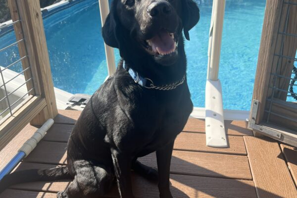 Black Lab Nyx smiles as waits on the deck of pool surrounded by trees, ready to retrieve her favorite toy.