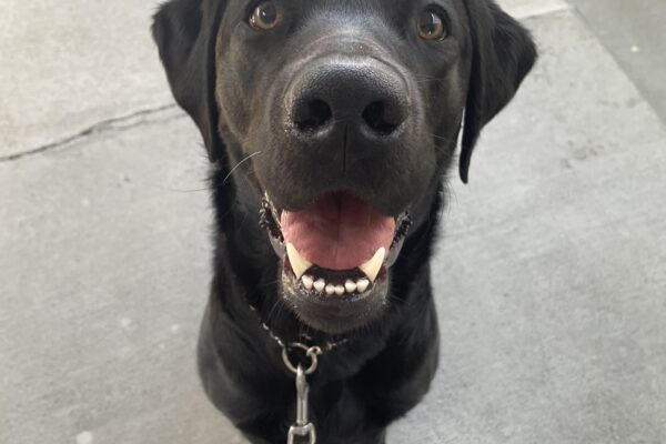 Tamerind sits facing the camera with her mouth open. Her tongue and bottom teeth are showing like she's smiling up at the camera.